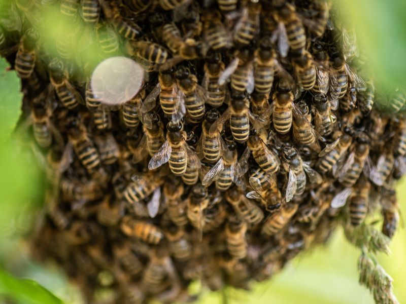 Bee swarm in compost garden