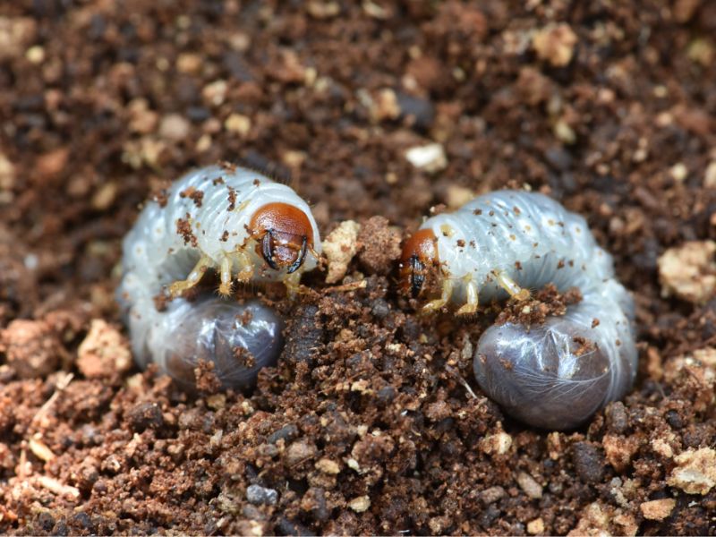 June Bug Trap for the Chickens 