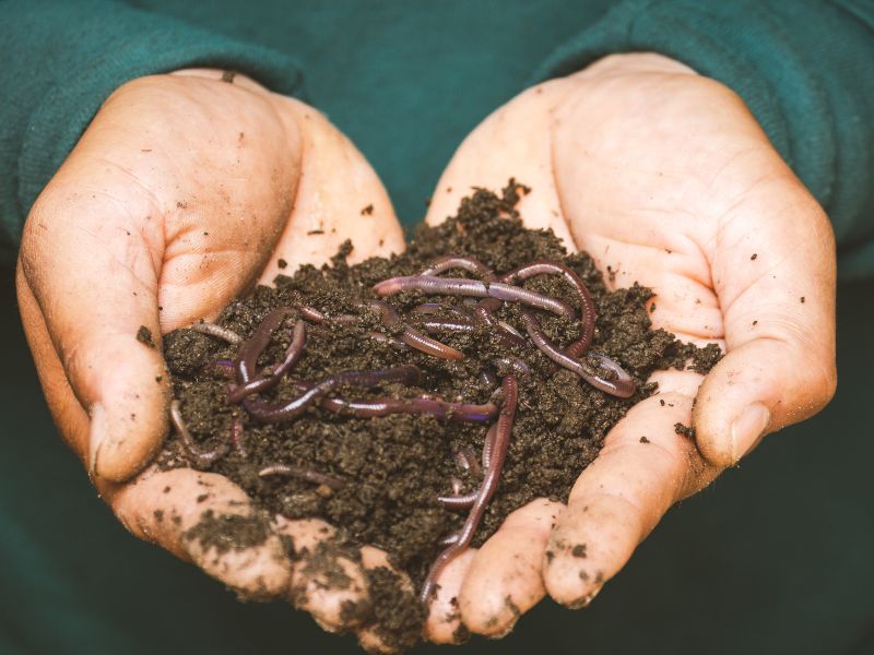 Simple Garbage Can Worm Bins